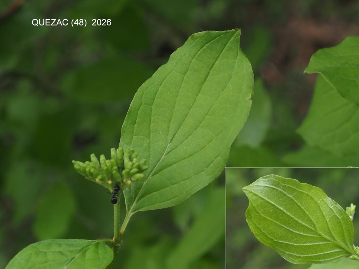 Dogwood leaf
